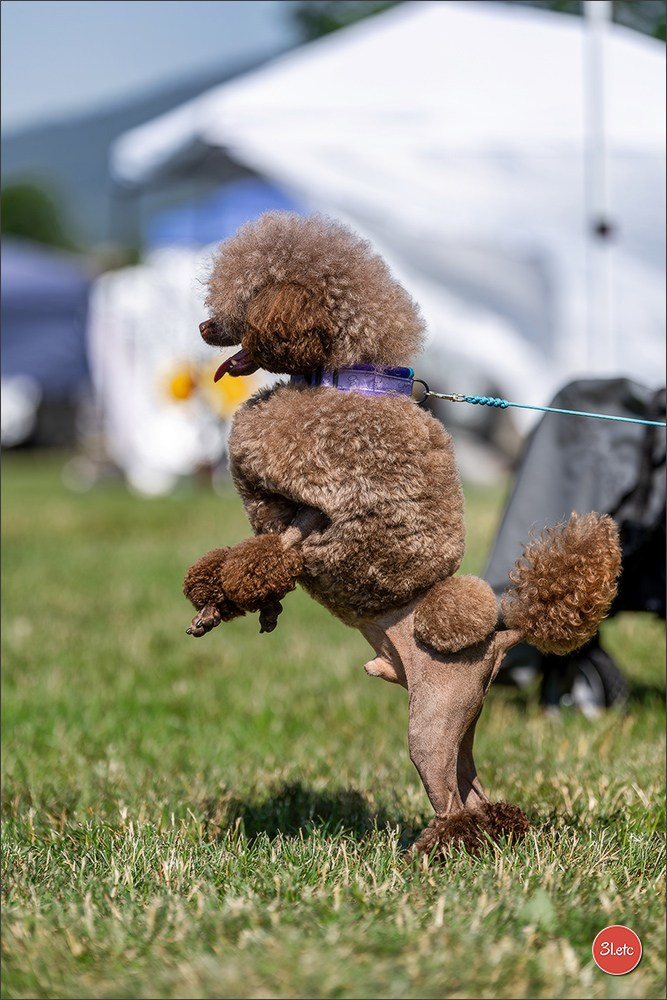 🇨🇭 Aarau Dog Show 2026