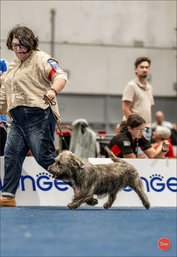 Dog Show Liege 🇧🇪 2026