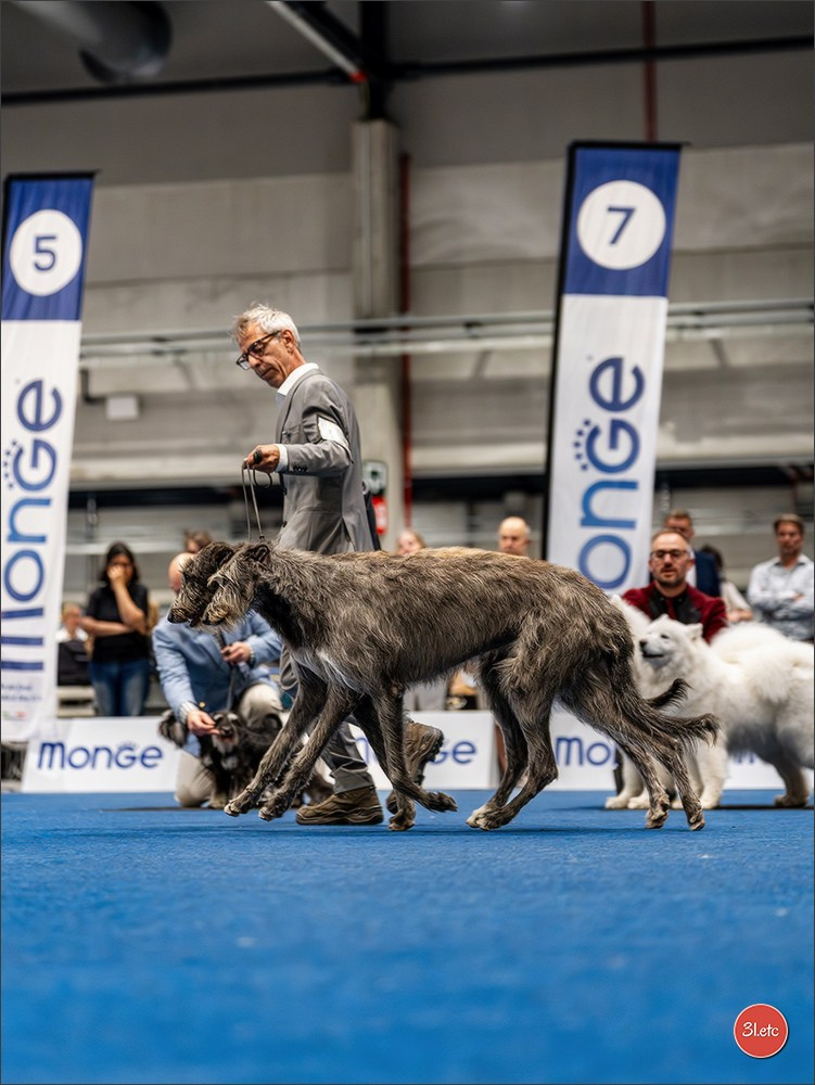 Dog Show Liege 🇧🇪 2026