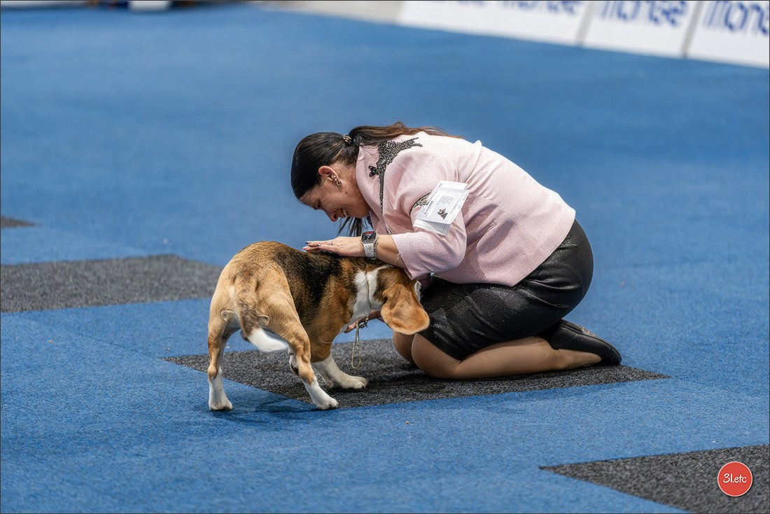 Dog Show Liege 🇧🇪 2026