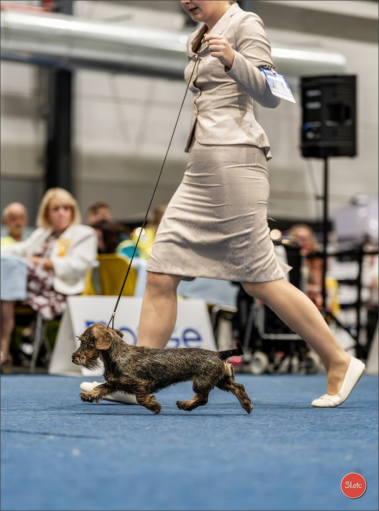 Dog Show Liege 🇧🇪 2026