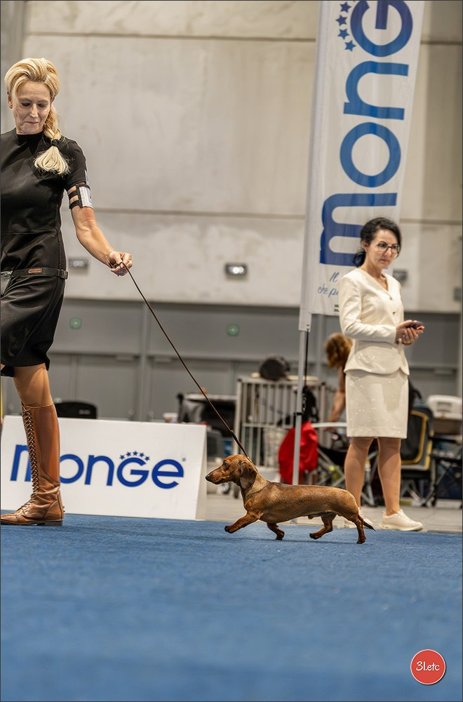 Dog Show Liege 🇧🇪 2026