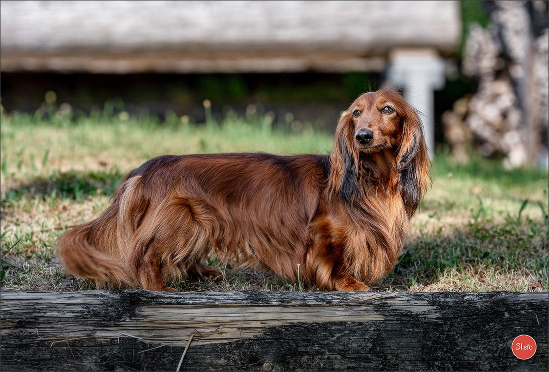 🇨🇭 Aarau Dog Show 2026