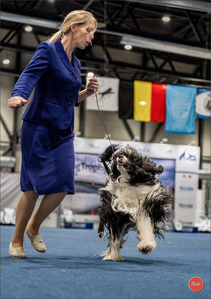 Dog Show Liege 🇧🇪 2026