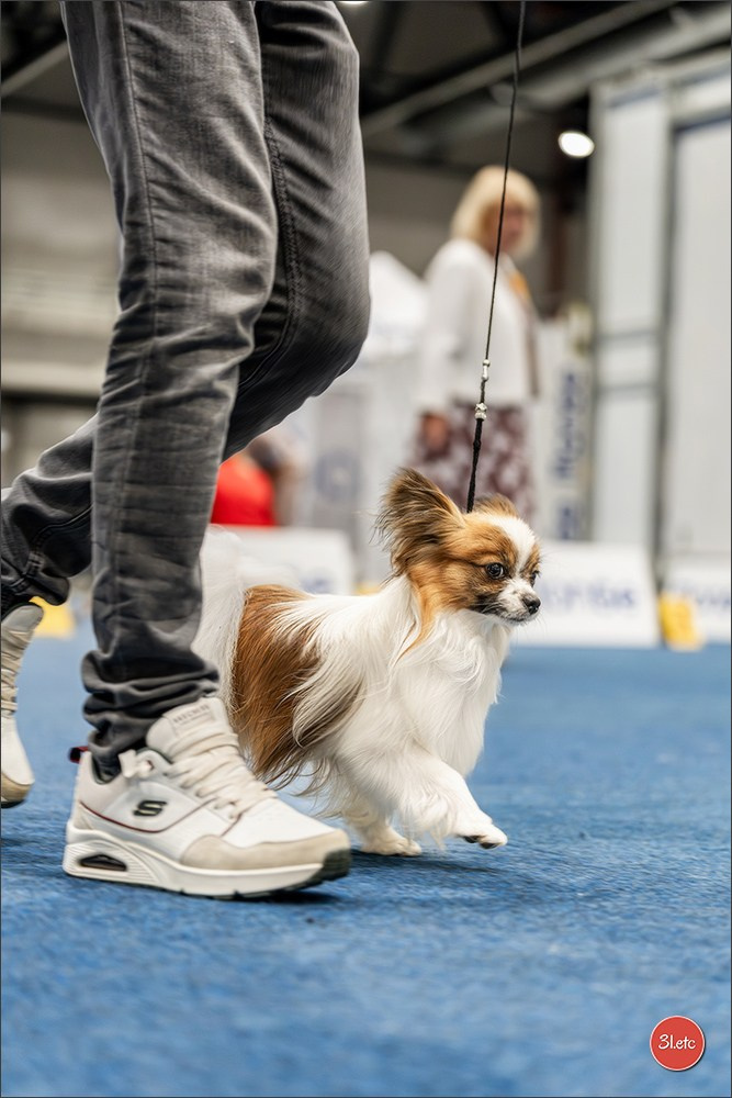 Dog Show Liege 🇧🇪 2026