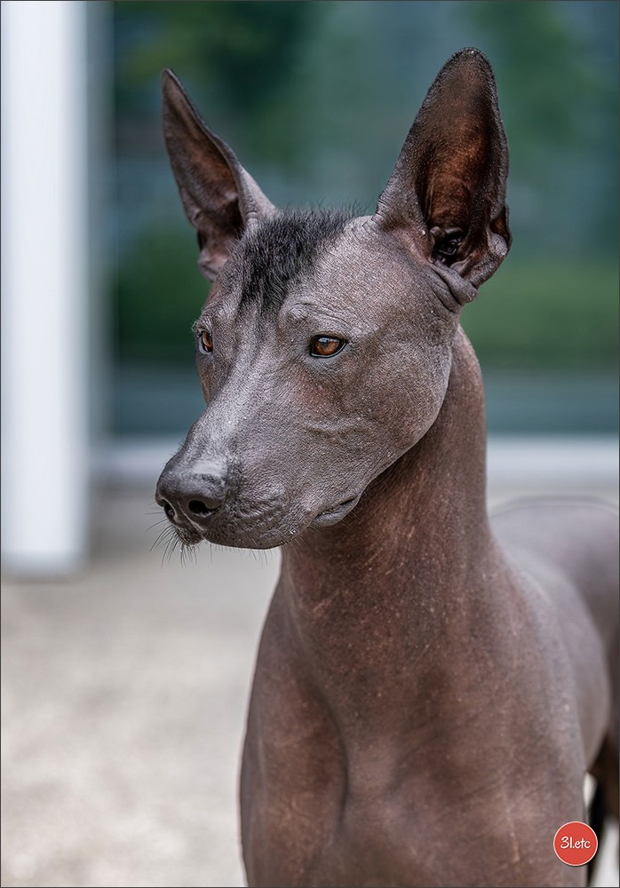 Dog Show Liege 🇧🇪 2026