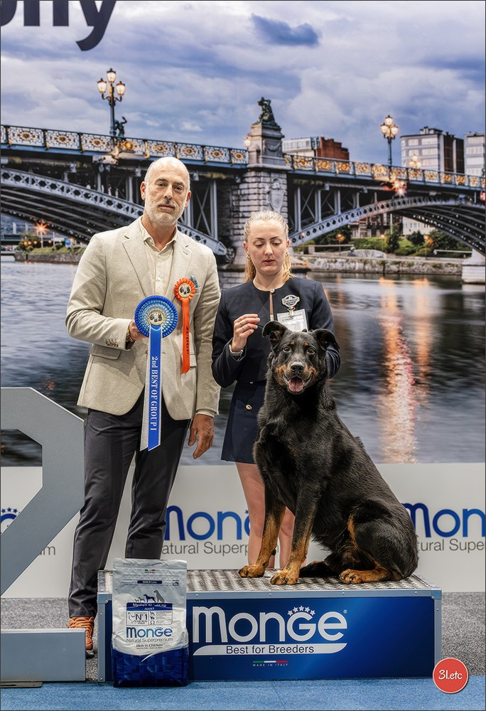 Dog Show Liege 🇧🇪 2026