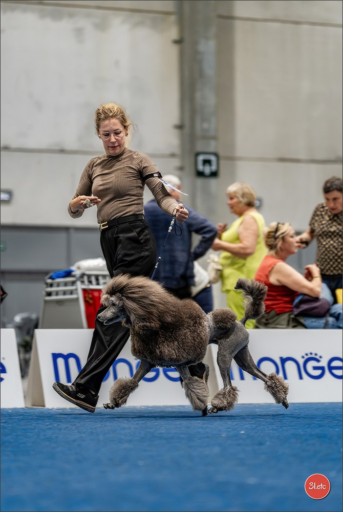 Dog Show Liege 🇧🇪 2026