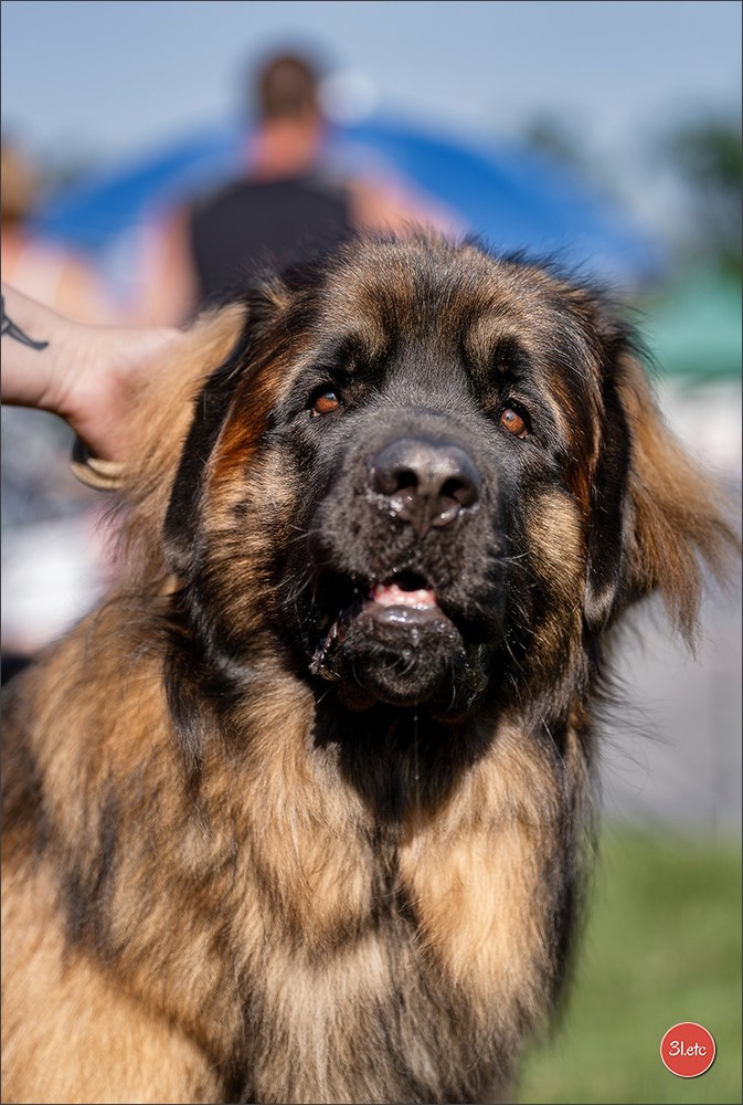 🇨🇭 Aarau Dog Show 2026