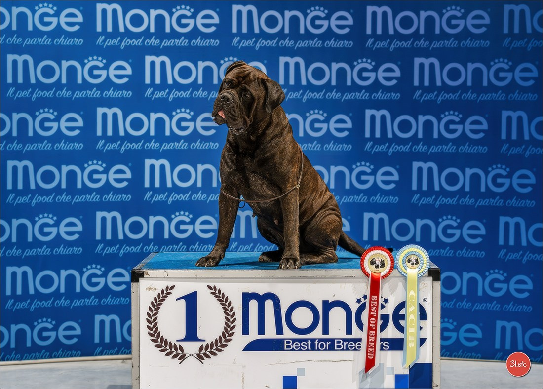 Dog Show Liege 🇧🇪 2026