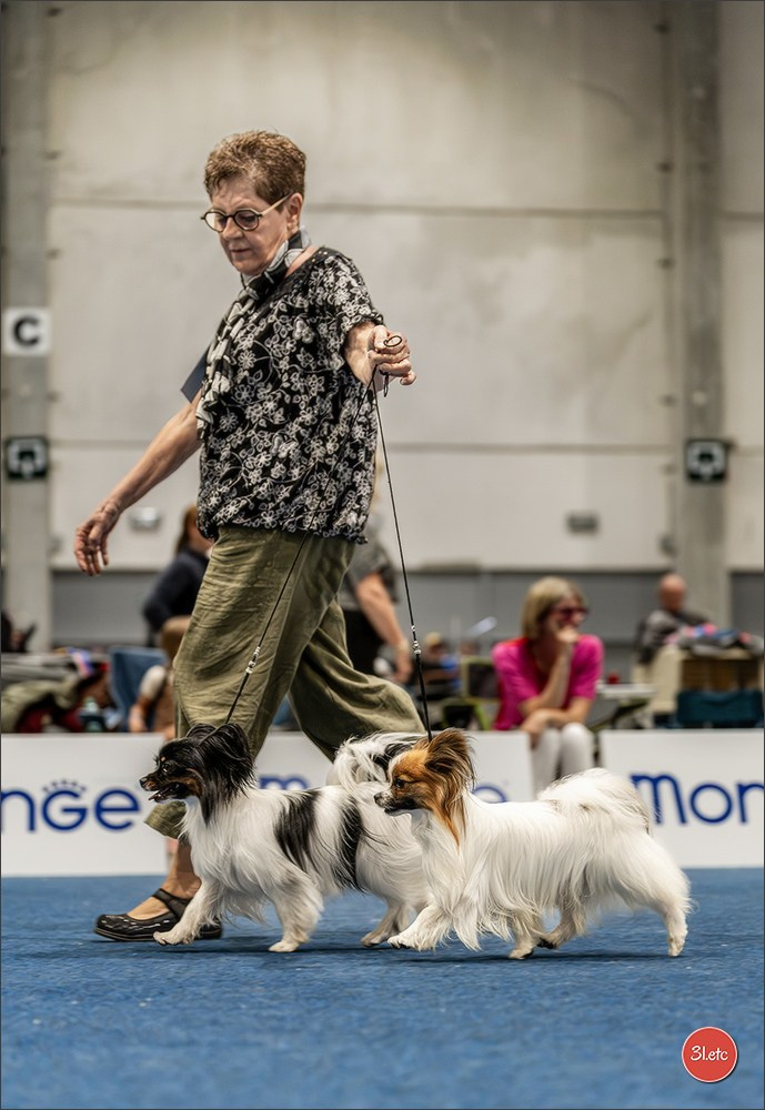 Dog Show Liege 🇧🇪 2026
