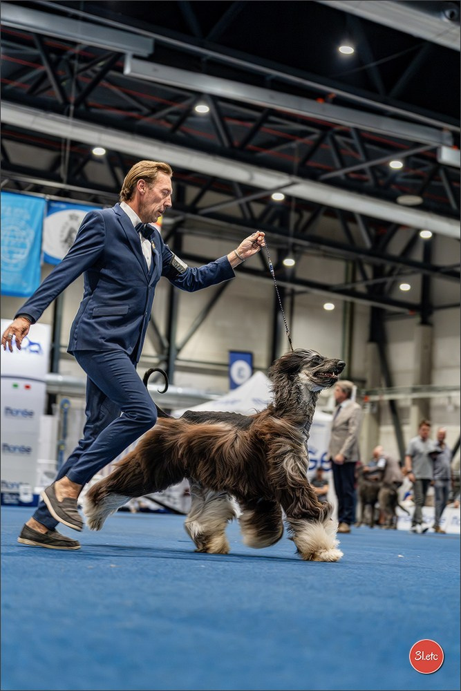 Dog Show Liege 🇧🇪 2026