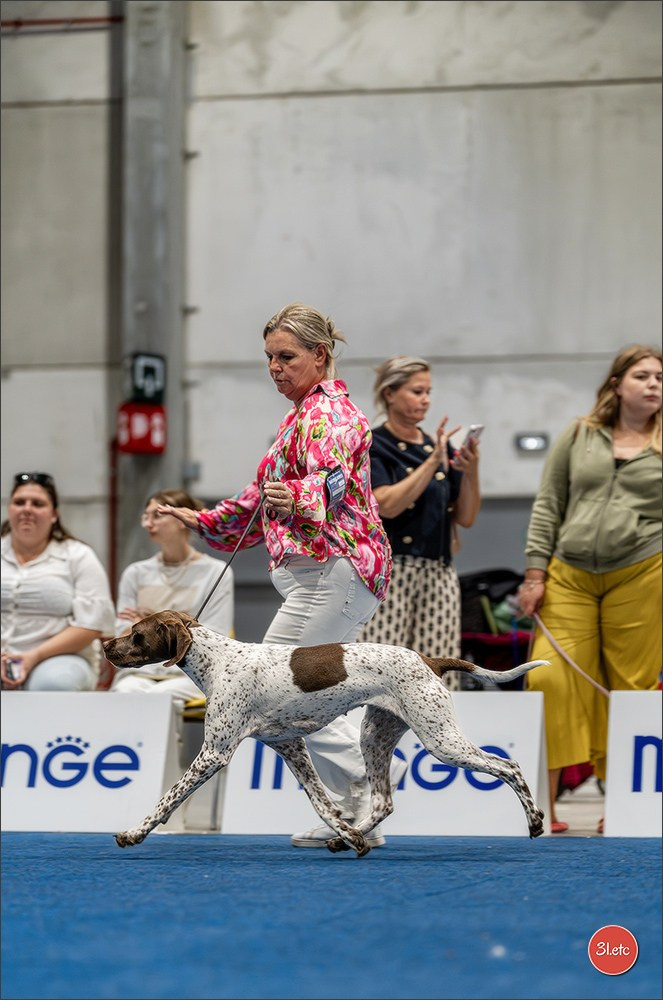 Dog Show Liege 🇧🇪 2026