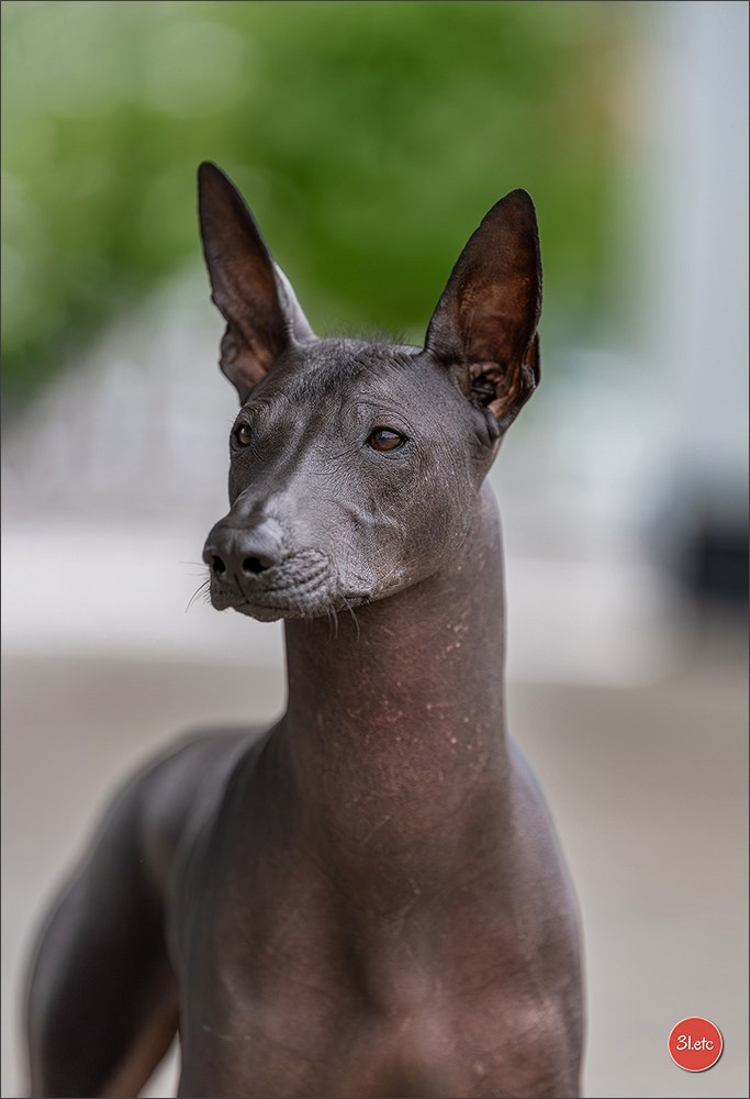 Dog Show Liege 🇧🇪 2026