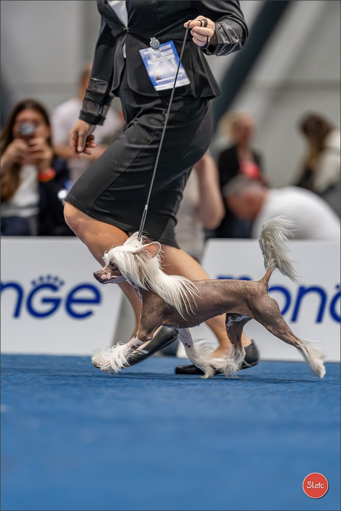 Dog Show Liege 🇧🇪 2026