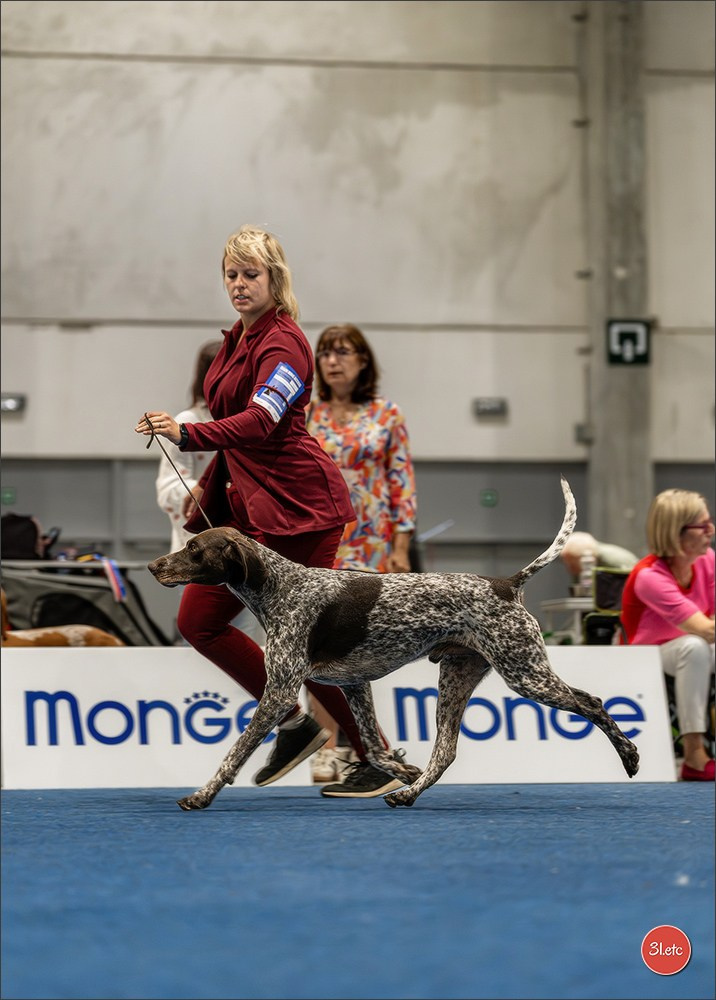 Dog Show Liege 🇧🇪 2026