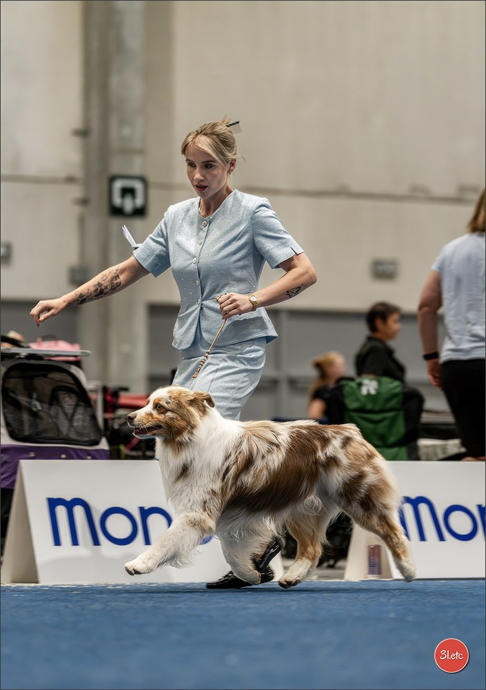 Dog Show Liege 🇧🇪 2026