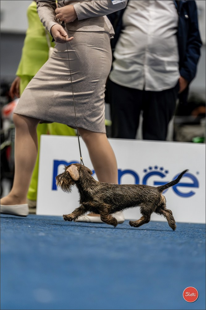 Dog Show Liege 🇧🇪 2026
