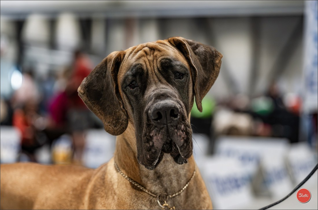 Dog Show Liege 🇧🇪 2026