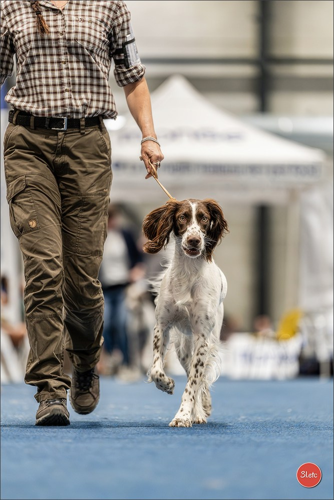 Dog Show Liege 🇧🇪 2026