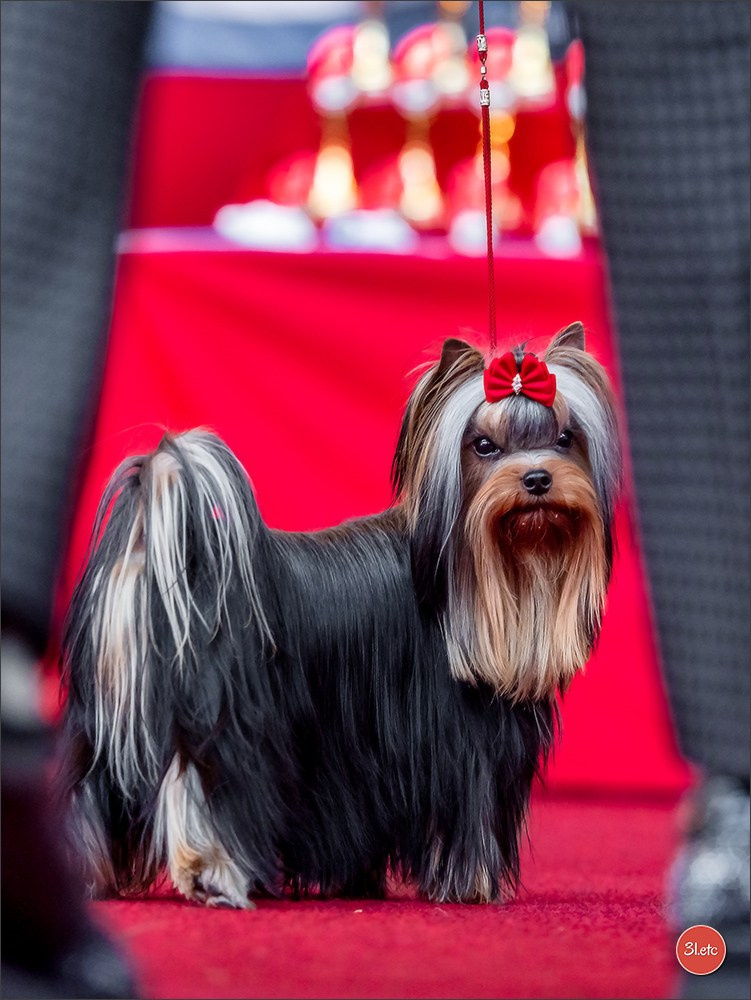 À l'exposition de Mouscron 🇧🇪 #dogshow #dogsphotography #expocanine #photopets #pets #dogs #aminalier #animals #mouscron #mouscron2025. Photographe à Strasbourg | Portraits, Studio, Enfants, Événements