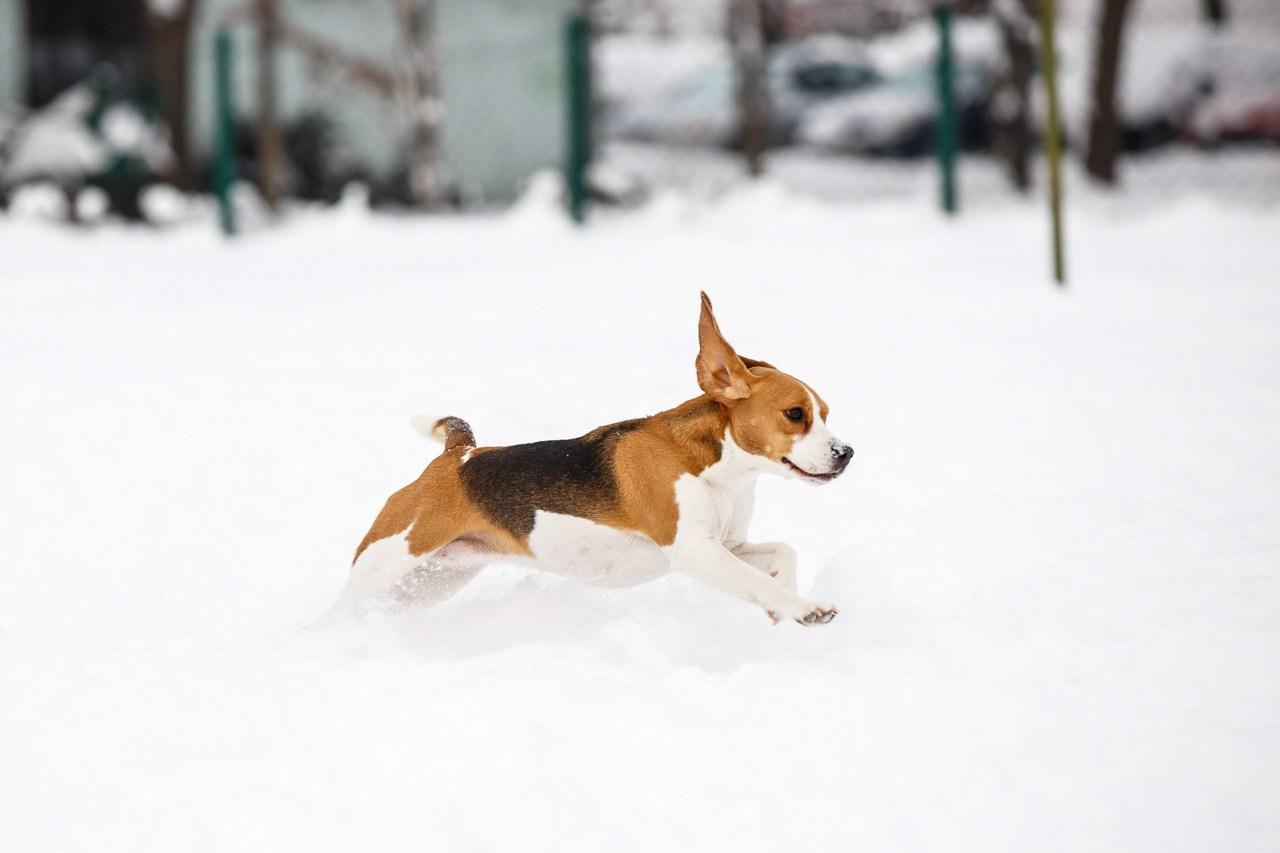 Zimska akcijska scena sa beagle psom u pokretu.