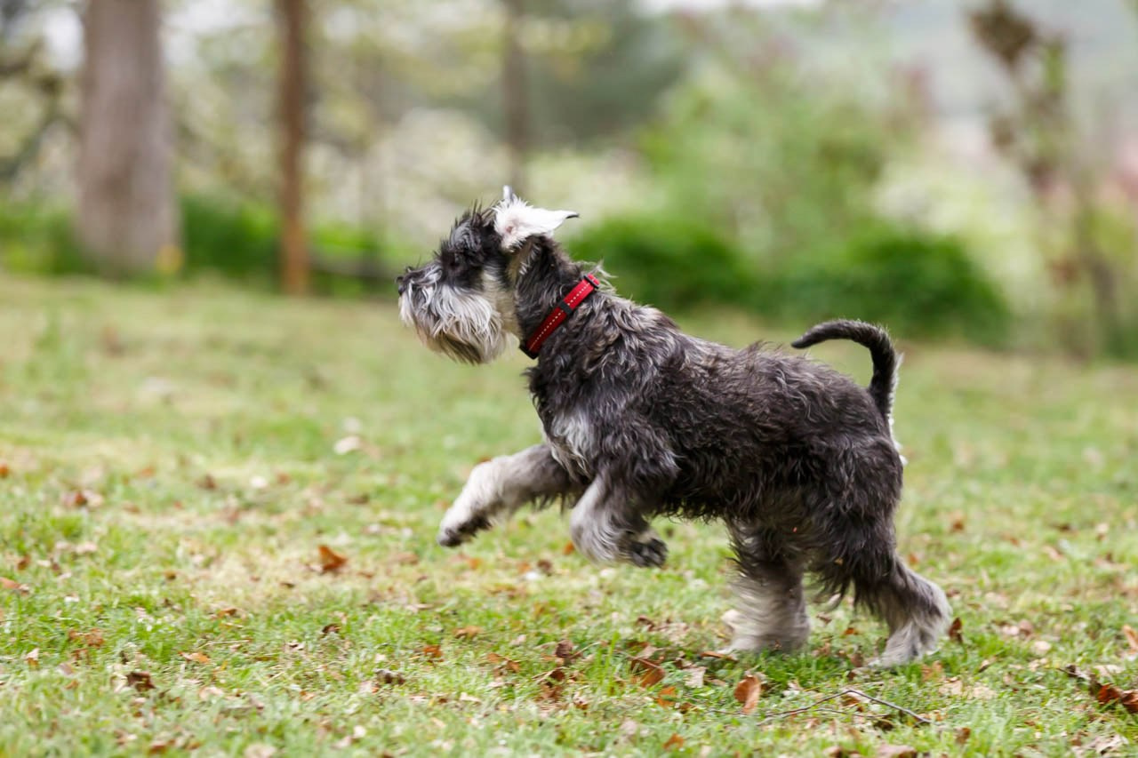 Razigrani šnaucer uživa na suncu – profesionalna fotografija pasa.