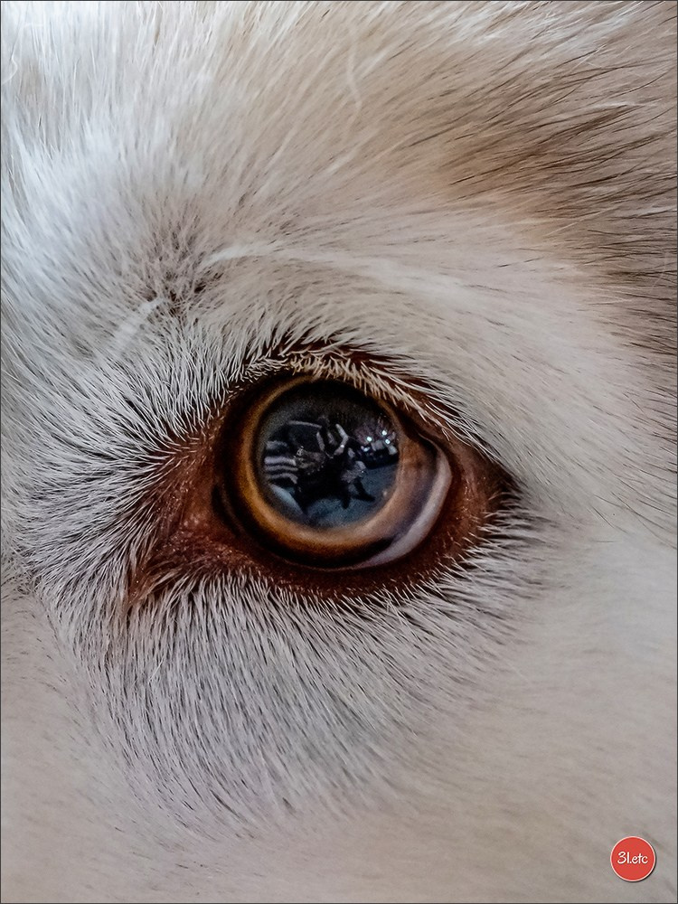 Expo canine 🇫🇷 Martigues  19-20/04/2025. Photographe à Strasbourg | Portraits, Studio, Enfants, Événements