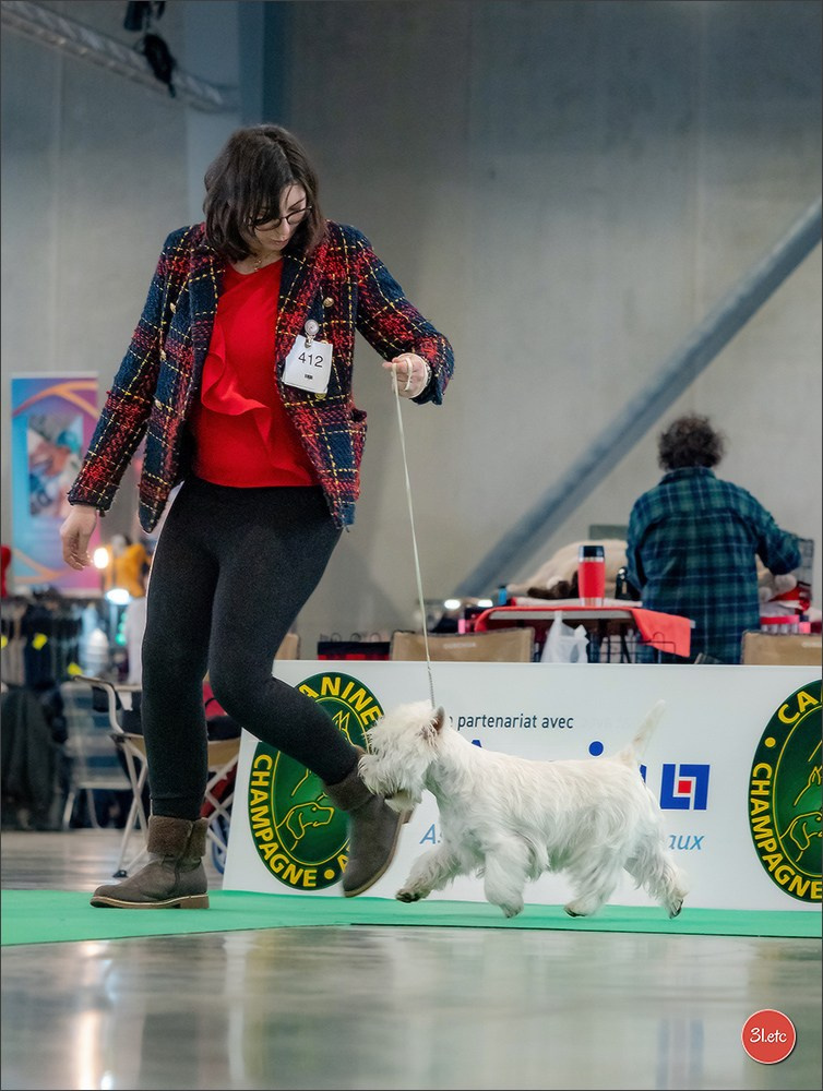 🇫🇷  Chalons en Champagne  🇫🇷  Expo canine  31/01-01/02/2026. Photographe à Strasbourg | Portraits, Studio, Enfants, Événements