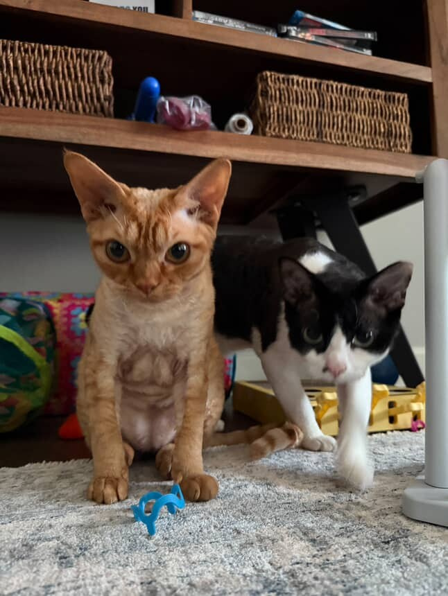 Dorito, boy, born on 06.06.24 SOLD. Devon Rex Pixie Cattery