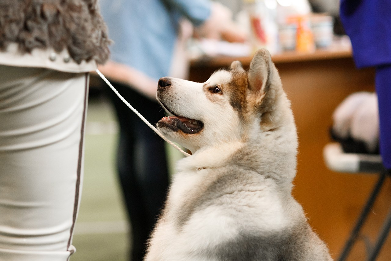 Grodno dog show. Kaja | fotograf we Wrocławiu | ludzie i psy