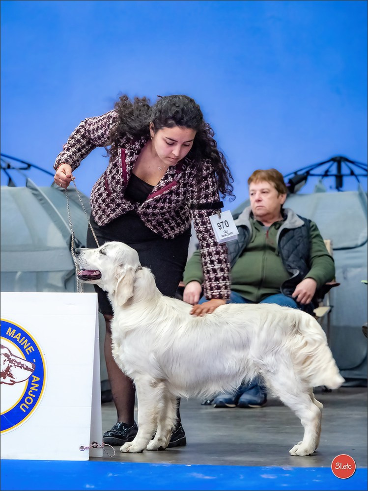 🇫🇷  Angers  🇫🇷  Expo canine  21-22/03/2026. Photographe à Strasbourg | Portraits, Studio, Enfants, Événements