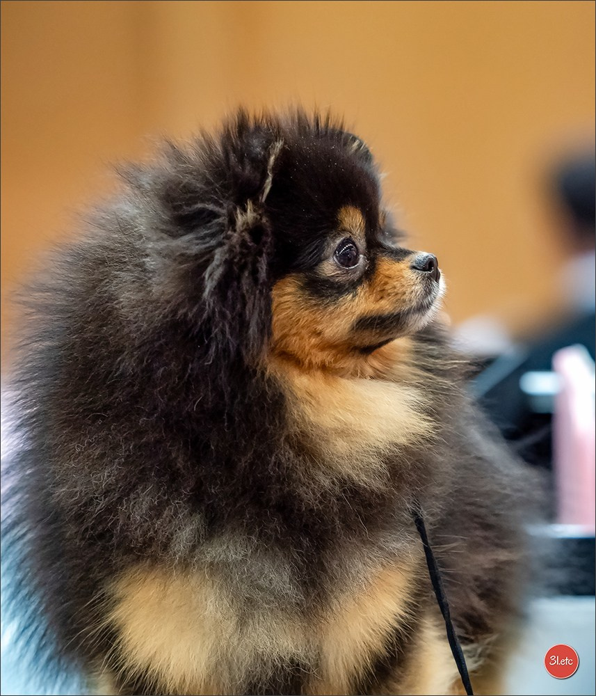 Dog Show WELS   🇦🇹  06-07/12/2025. Photographe à Strasbourg | Portraits, Studio, Enfants, Événements