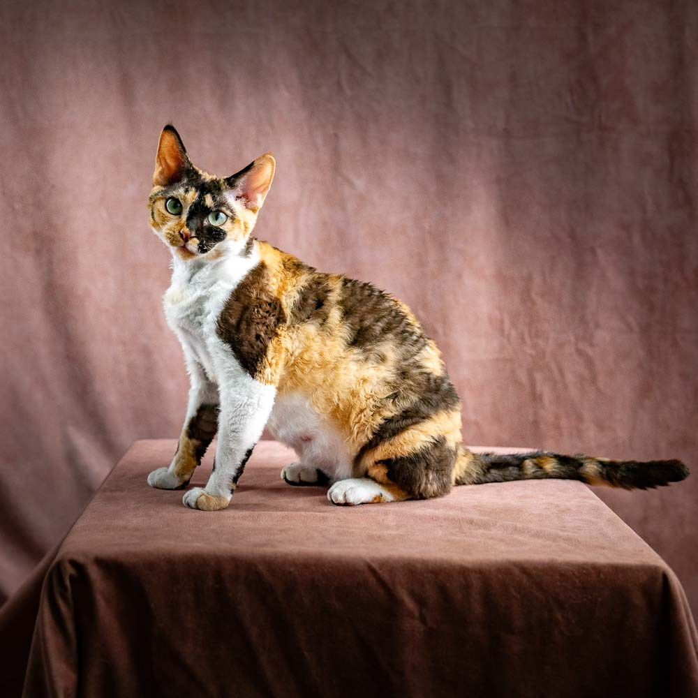 Dottie, girl, born on 06.06.24 NOT AVAILABLE. Devon Rex Pixie Cattery