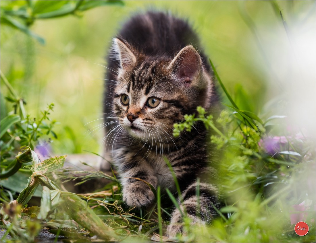 Photographie animalière. Photographe à Strasbourg | Portraits, Studio, Enfants, Événements