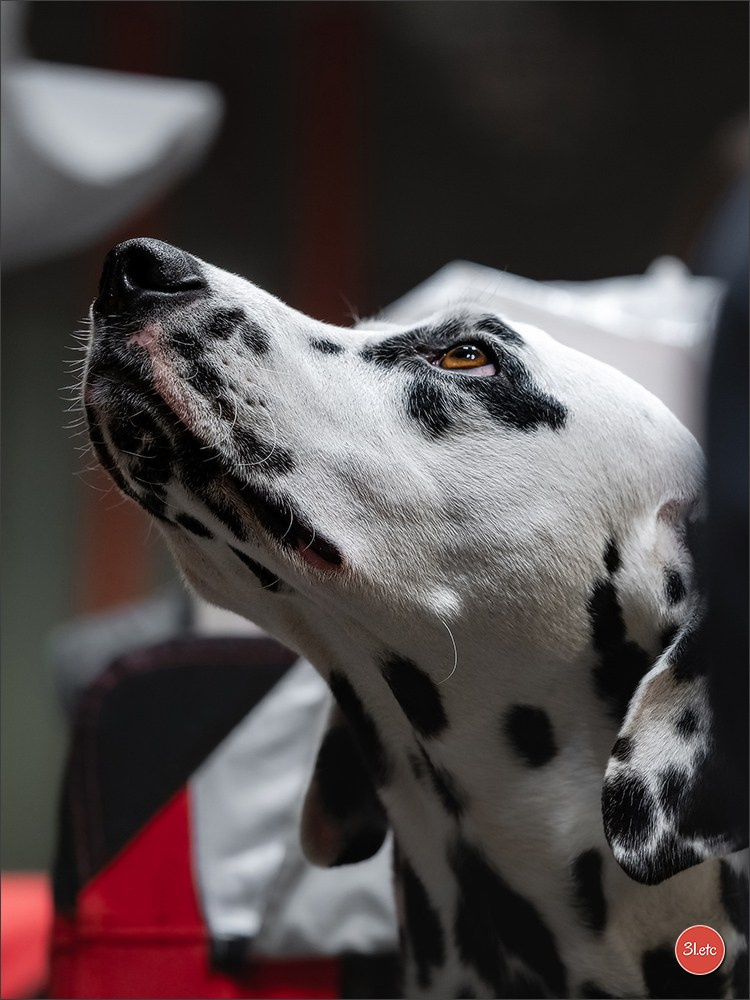 Photographie animalière. Photographe à Strasbourg | Portraits, Studio, Enfants, Événements