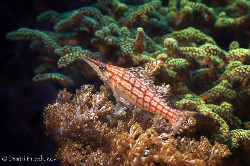 LEMMIKLOOMADE PILDISTAMINE