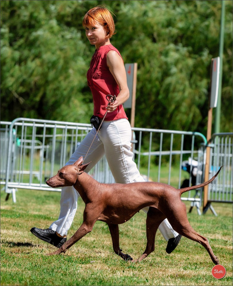 🇫🇷 Romorantin - Exposition Canine Nationale. Photographe à Strasbourg | Portraits, Studio, Enfants, Événements