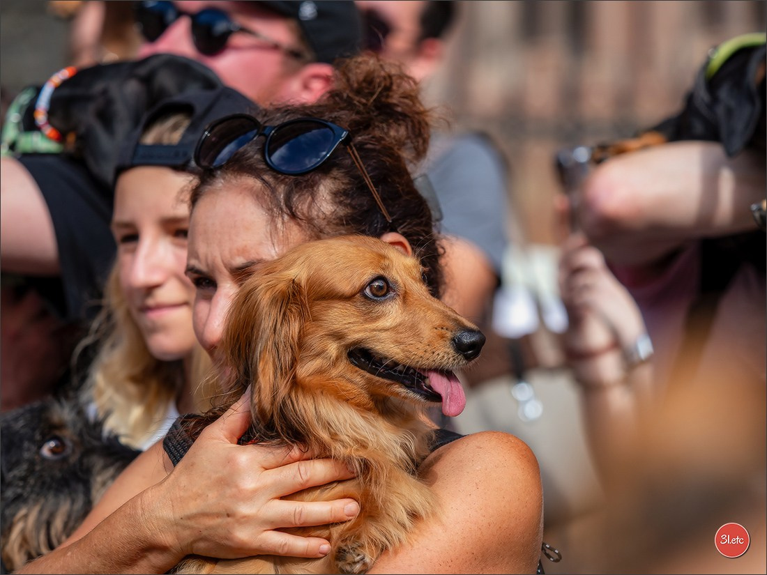 Teckels Parade Strasbourgeoise  Vous pouvez voir le galerie de photos. Photographe à Strasbourg | Portraits, Studio, Enfants, Événements