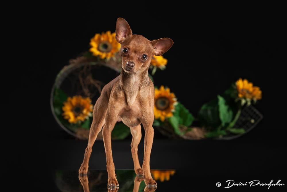 LEMMIKLOOMADE PILDISTAMINE