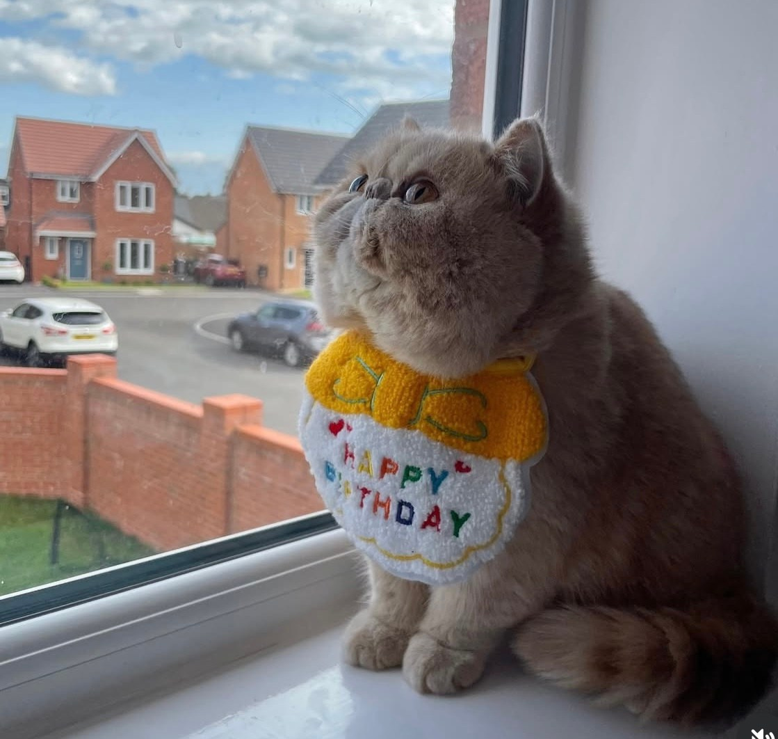 Sire: CH Latin Lover Ivanohe Dam: Pearl Lover Jessie