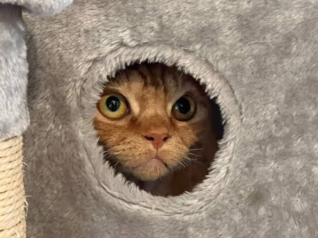 Dorito, boy, born on 06.06.24 SOLD. Devon Rex Pixie Cattery