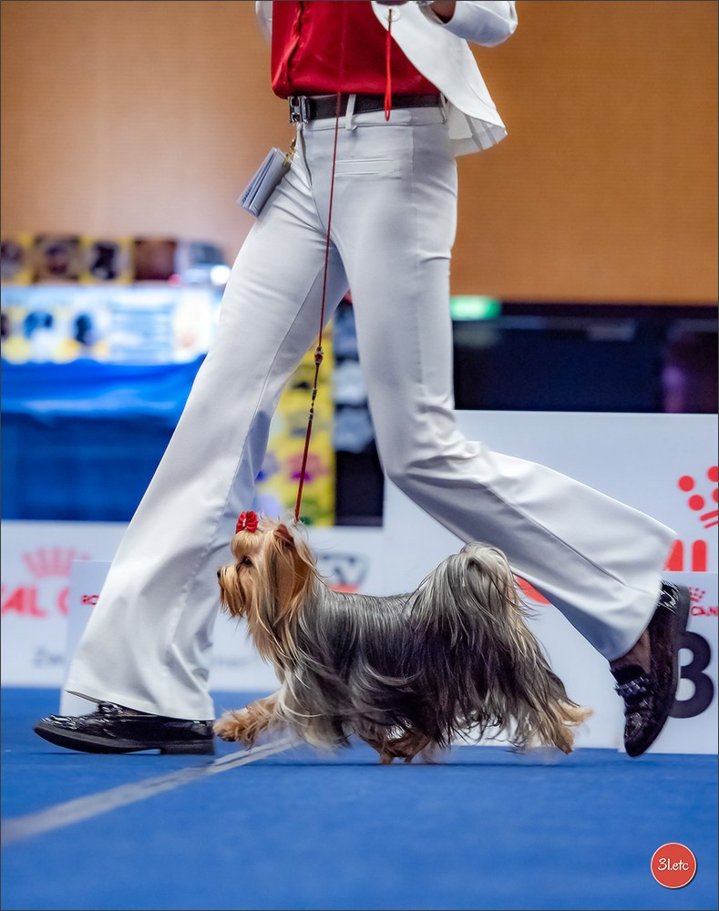Dog Show WELS   🇦🇹  06-07/12/2025. Photographe à Strasbourg | Portraits, Studio, Enfants, Événements
