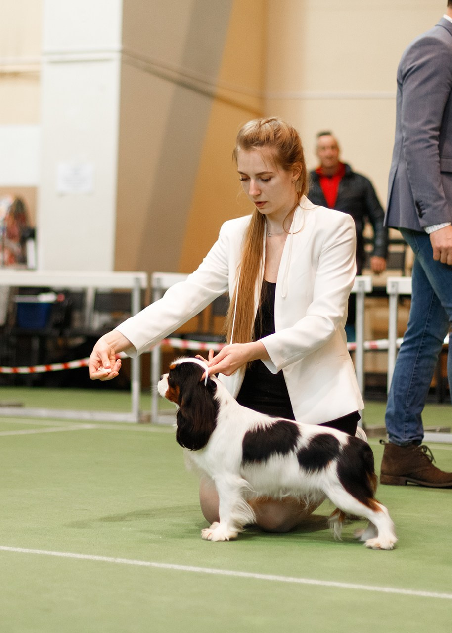 Grodno dog show. Kaja | fotograf we Wrocławiu | ludzie i psy