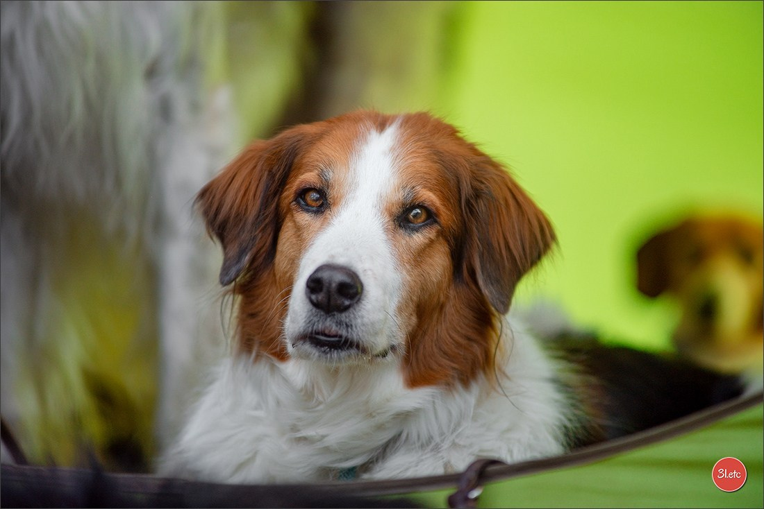 Dog Show Rieden 🇩🇪 16-18/05/2025. Photographe à Strasbourg | Portraits, Studio, Enfants, Événements