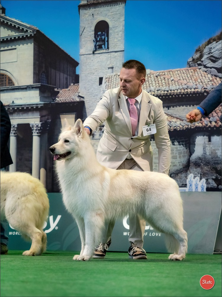 Dog Show  🇮🇹  San Marino. Photographe à Strasbourg | Portraits, Studio, Enfants, Événements
