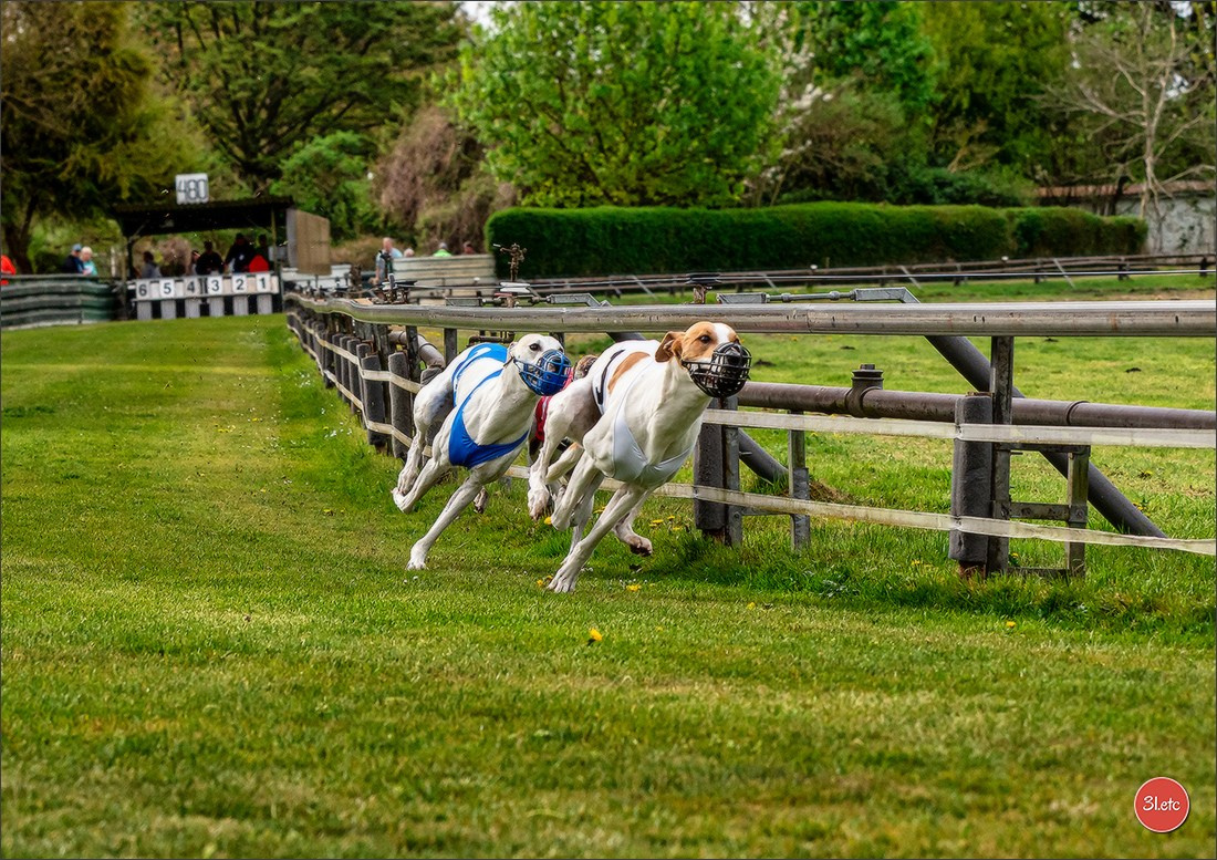Der Windhund-Rennverein Kurpfalz e.V. (WRV-Kurpfalz) ist ein Windhundverein mit einer wunderschönen Anlage inklusive einer modernen Rasen-Re. Photographe à Strasbourg | Portraits, Studio, Enfants, Événements