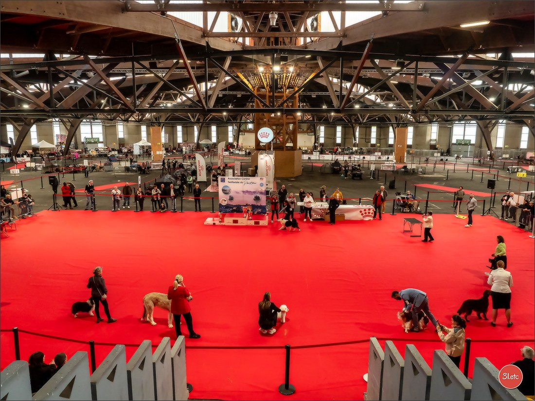 Expo canine 🇫🇷 Poitiers 18-19/10/2025. Photographe à Strasbourg | Portraits, Studio, Enfants, Événements
