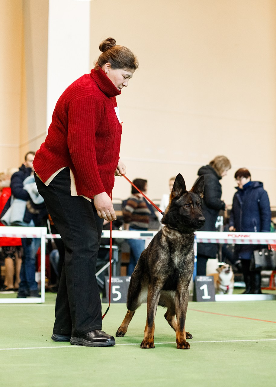Grodno dog show. Kaja | fotograf we Wrocławiu | ludzie i psy