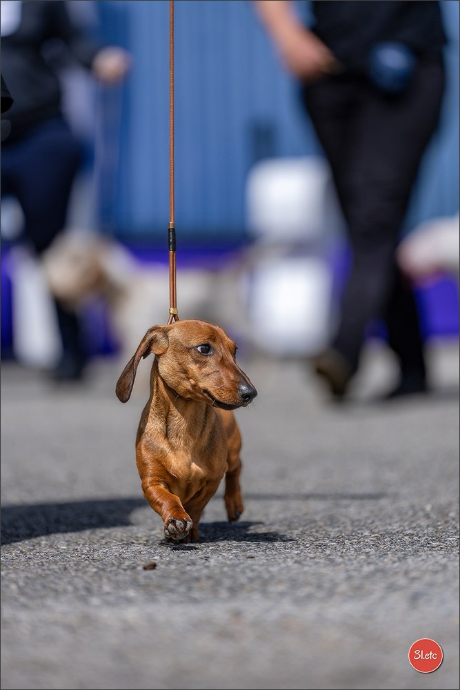 Expo canine 🇫🇷 Valence 02-03/05/2026